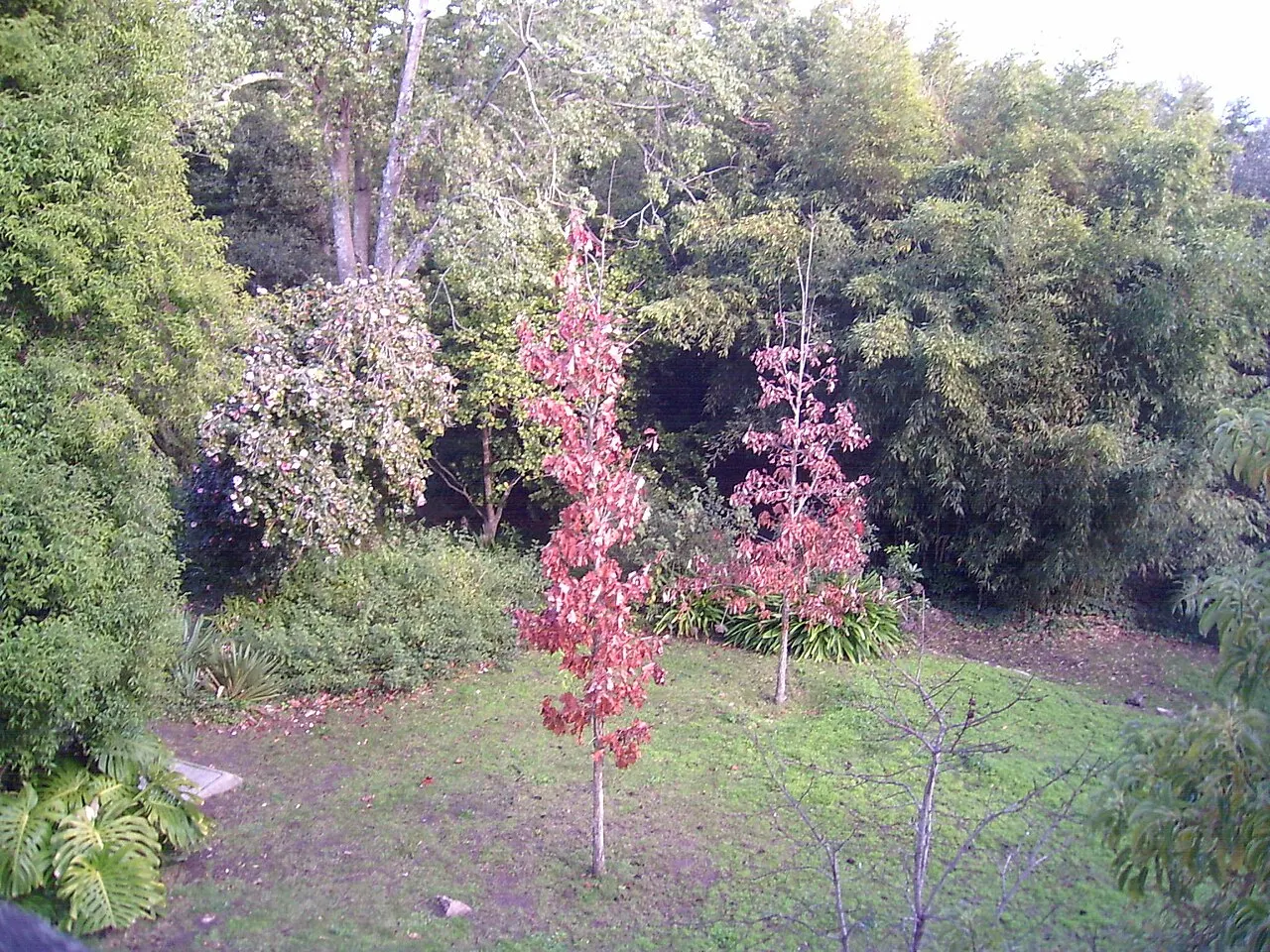 Uma clareira do Arboretum Lussich com duas árvores jovens de folhas vermelhas no gramado, cercadas de mata densa.
