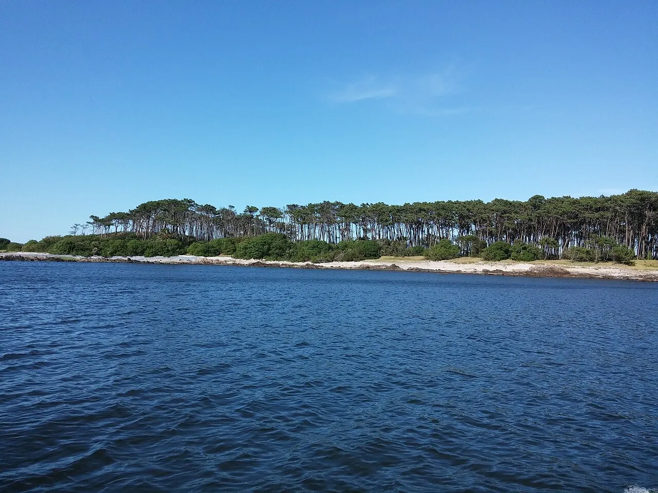 A Isla Gorriti vista da água: uma faixa baixa de areia e pinheiros sobre o mar azul-escuro, sob céu limpo.