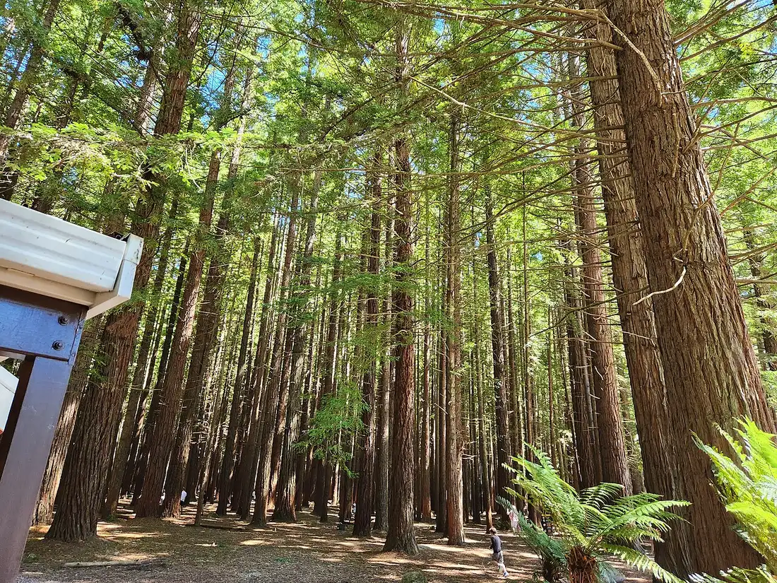 Troncos retos e altos de sequoias com fetos arborescentes no chão, vistos de baixo, e a ponta de um telhado à esquerda.