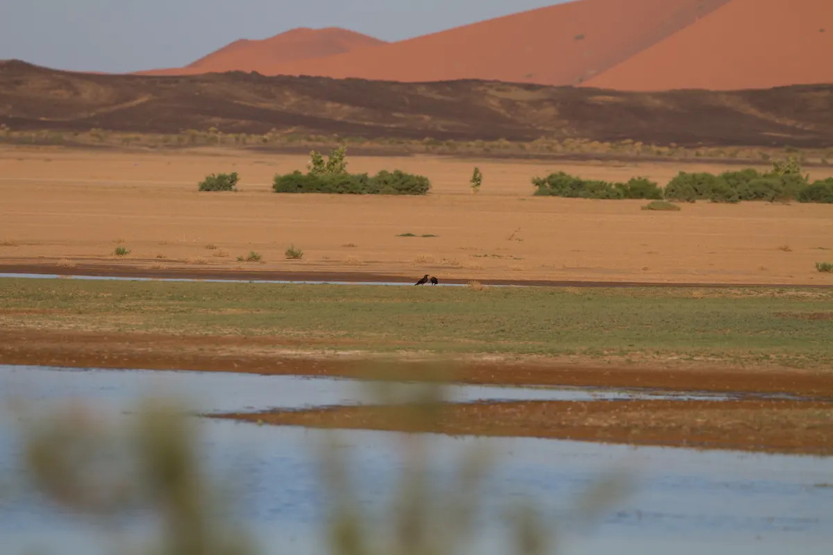 Agua poco profunda y franjas de vegetación en el lago Dayet Srji, con dos aves lejanas y dunas anaranjadas al fondo.