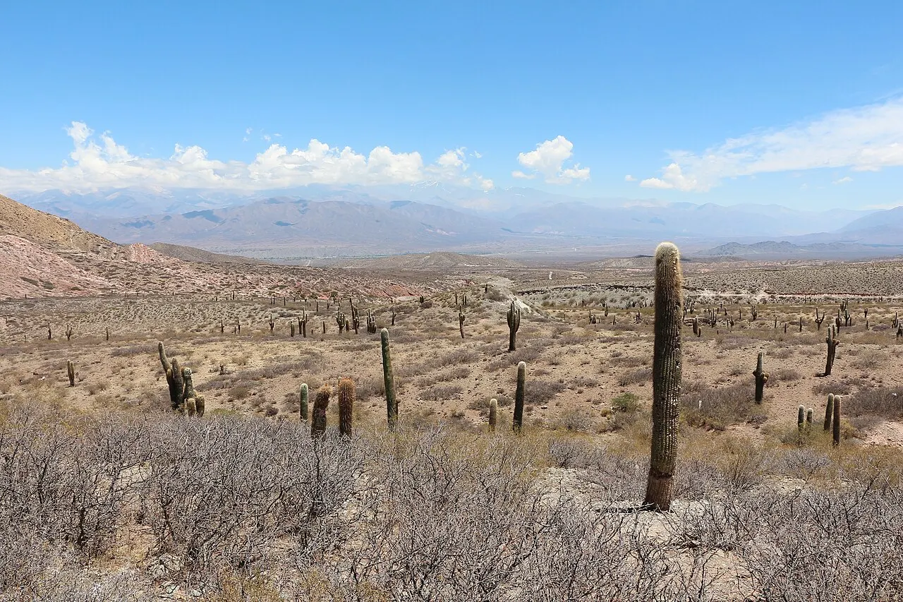 Cactos cardones altos espalhados por um planalto de mato seco no Parque Nacional Los Cardones, com montanhas ao longe.