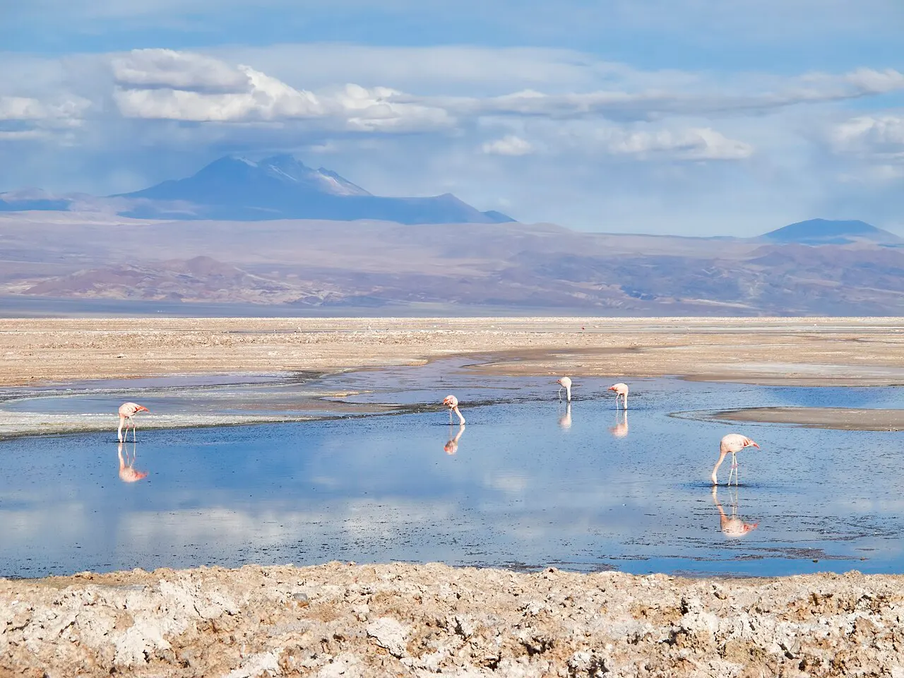 Flamingos na água rasa da Laguna Chaxa, no Salar de Atacama, com crostas de sal em primeiro plano e montanhas e vulcões ao fundo.