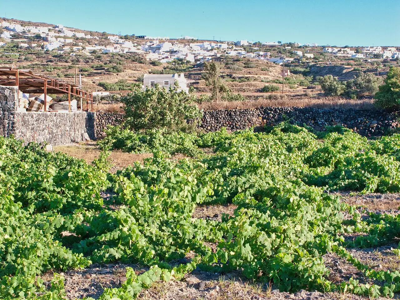 Videiras baixas treinadas em formato de cesto cobrem um terreno vulcânico pedregoso, com um muro de pedra e um vilarejo de casas brancas na colina ao fundo.