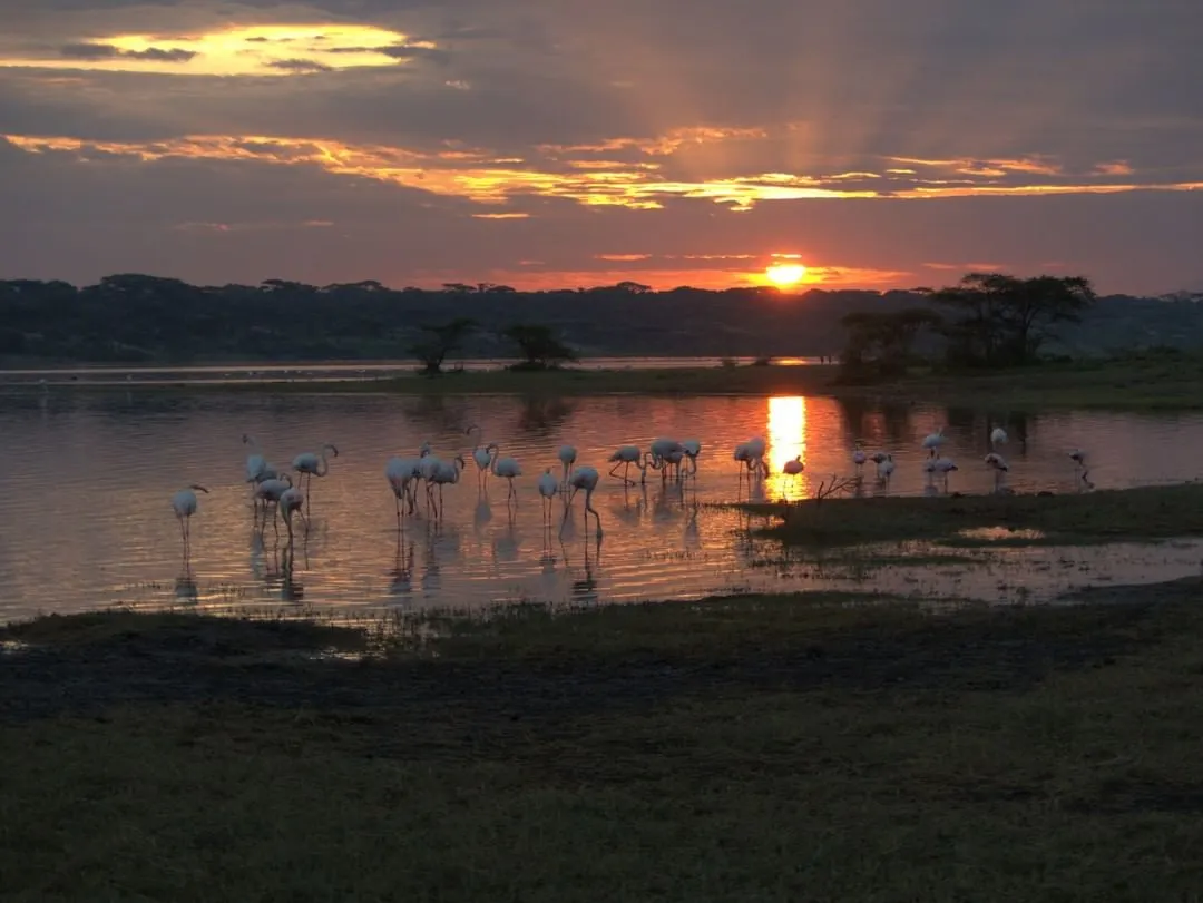 Flamingos parados na água rasa de um lago ao pôr do sol, com o sol baixo refletido na superfície, uma faixa escura de árvores na outra margem e nuvens tingidas de laranja.