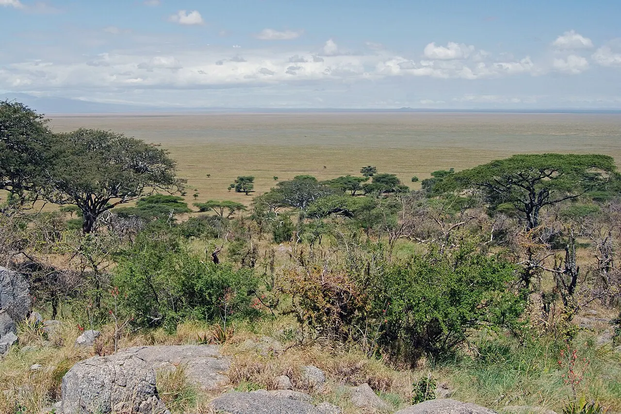 Do alto de um morro com pedras e arbustos em primeiro plano, a vista se abre sobre acácias e uma planície de capim dourado que se estende até o horizonte, sob céu azul com nuvens.