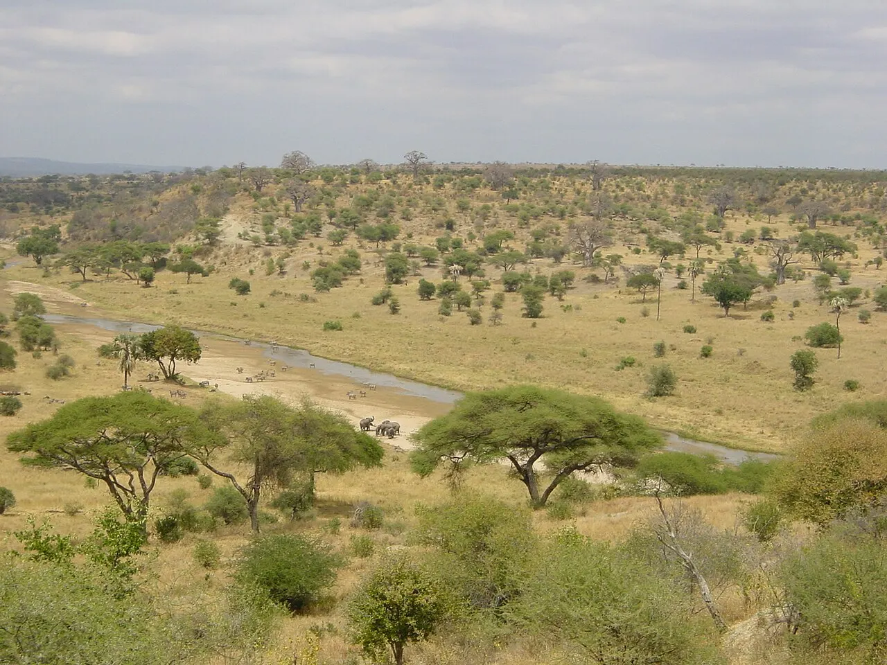Um vale de savana seca com acácias e arbustos, cortado por um rio estreito de leito arenoso, com um pequeno grupo de elefantes perto da margem e colinas baixas cobertas de árvores ao fundo.
