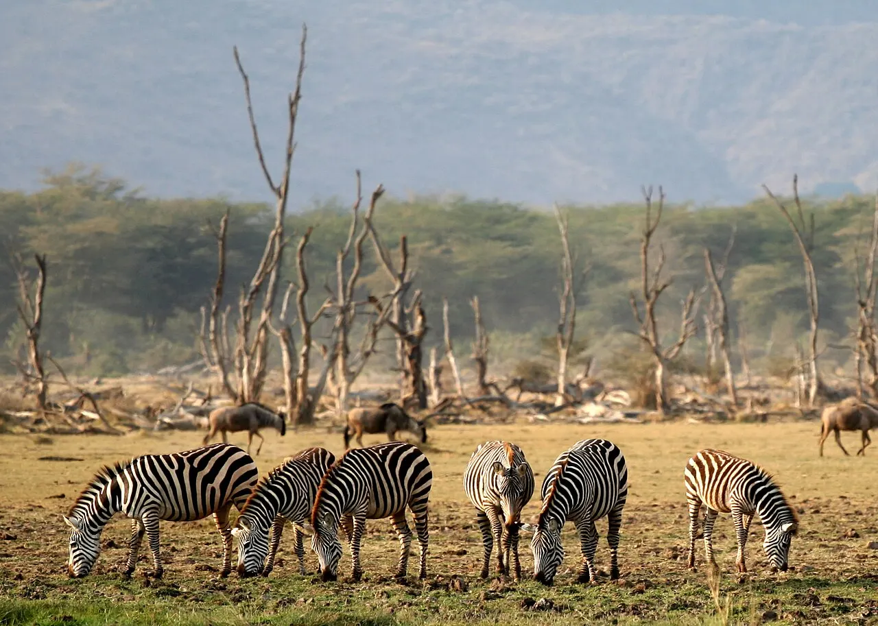 Seis zebras pastando lado a lado num chão de terra e capim ralo, com alguns gnus atrás, uma fileira de árvores secas, mata verde e uma encosta alta e enevoada ao fundo.