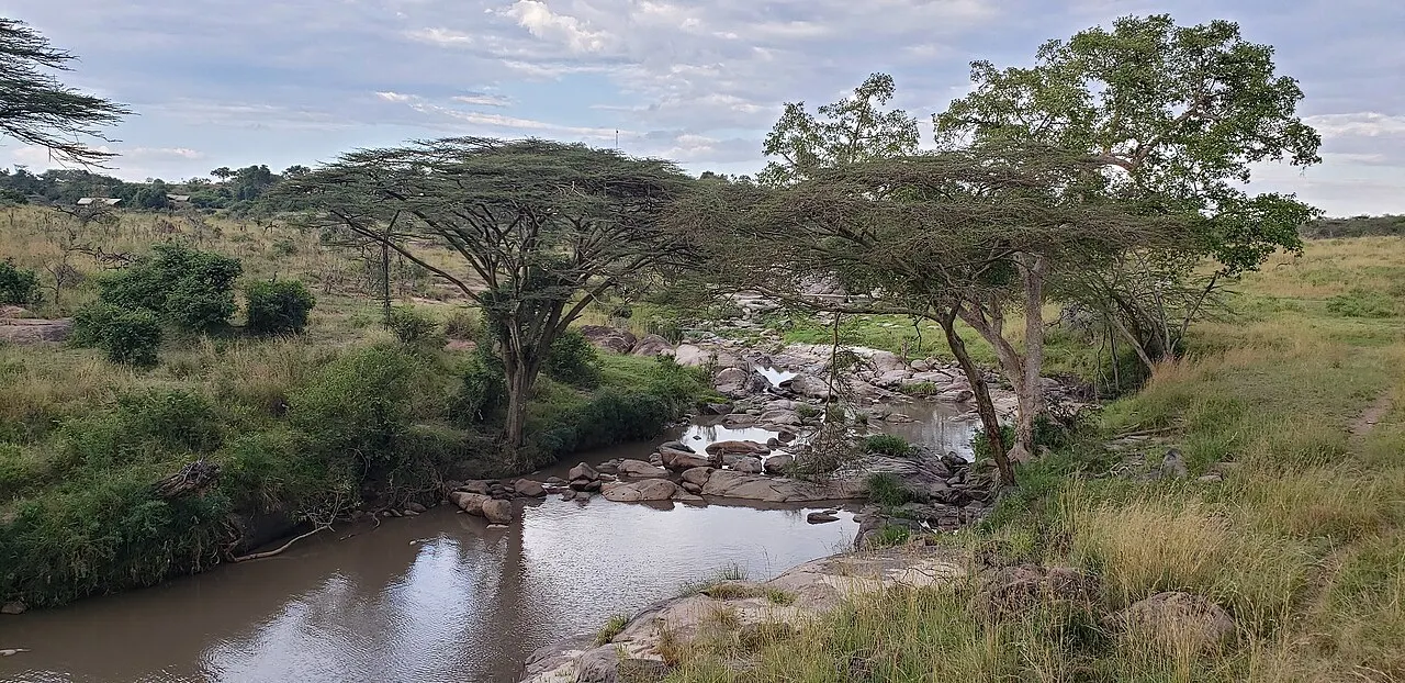 Um rio estreito de água parada entre margens de capim alto, com pedras no leito e acácias de copa achatada debruçadas sobre a água, sob céu nublado.