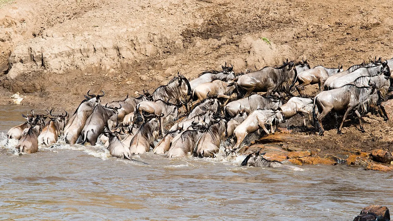 Uma massa de gnus desce um barranco de terra e entra na água barrenta de um rio, levantando respingos na margem.