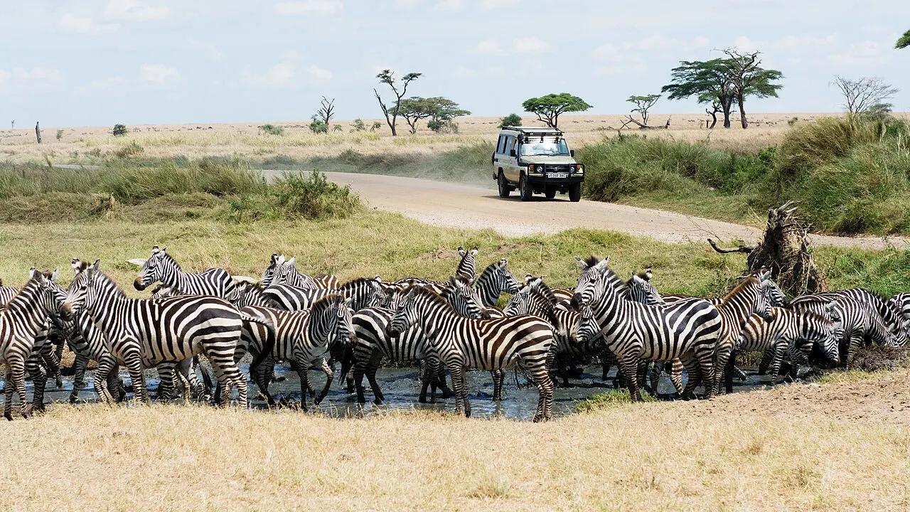 Uma manada de zebras reunida em volta de um charco raso na savana seca, com um veículo de safári branco numa estrada de terra ao fundo e acácias espalhadas no horizonte.