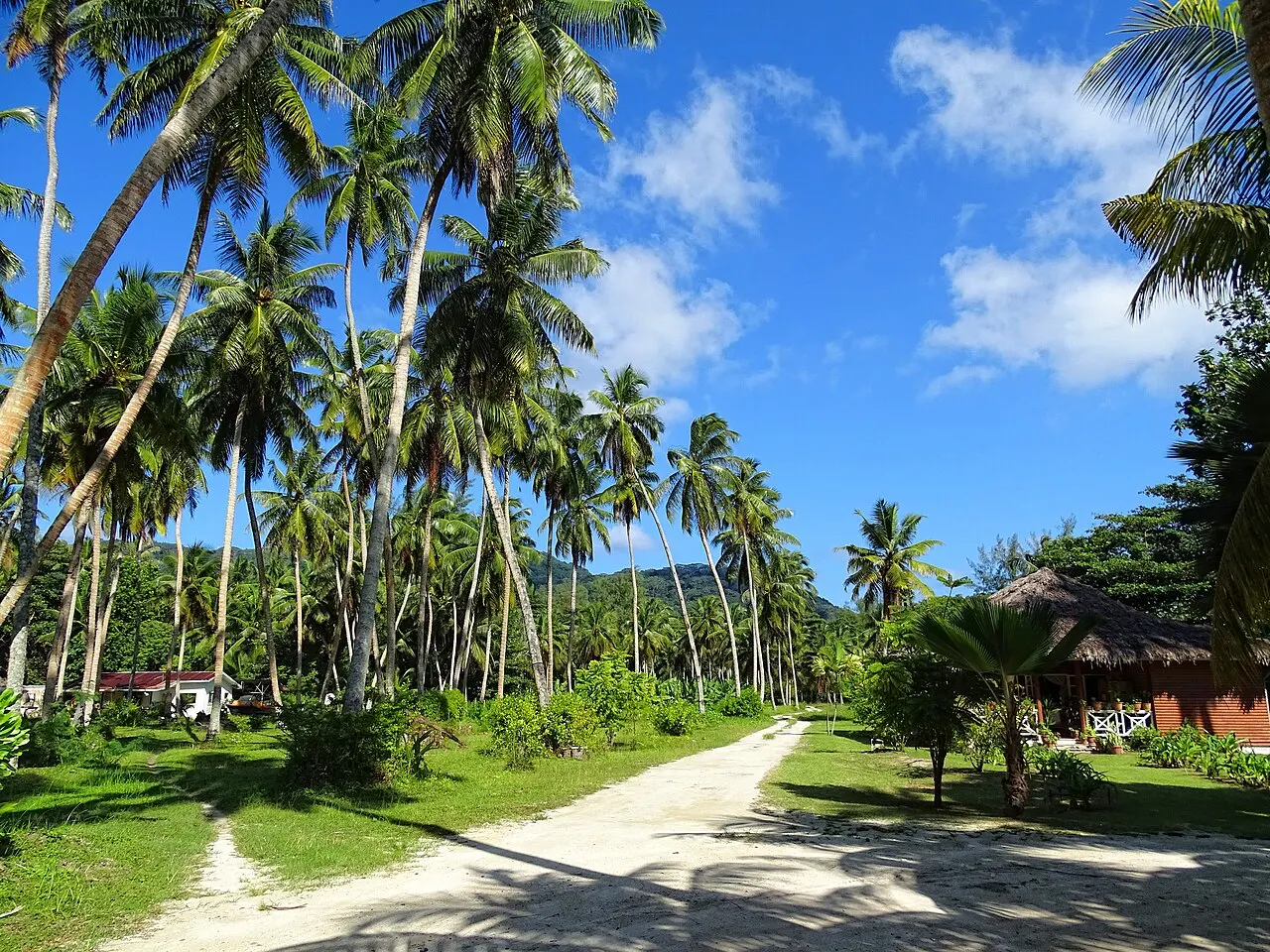 De grands cocotiers de part et d'autre d'un chemin de terre clair, avec une pelouse et un bâtiment au toit de chaume à droite.