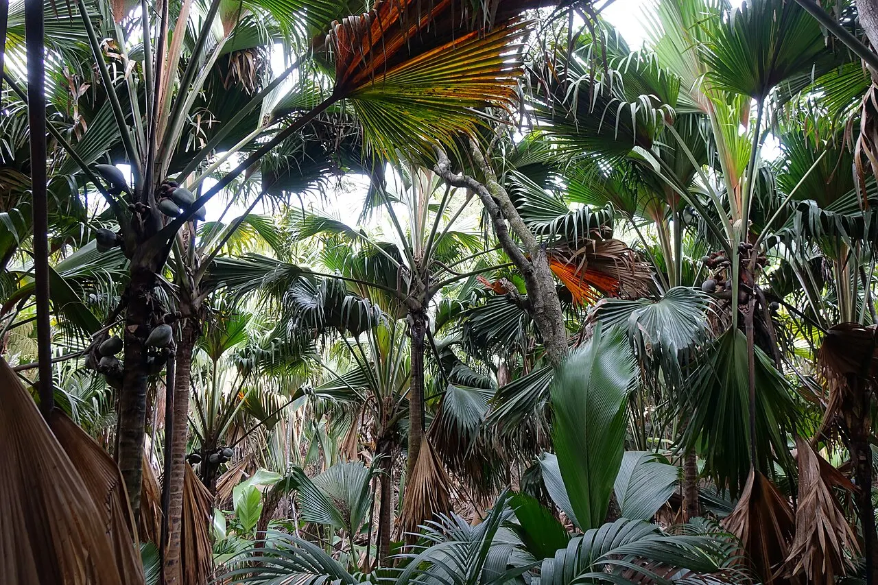 Forêt dense de palmiers aux larges feuilles en éventail, aux troncs fins et aux palmes sèches pendantes.