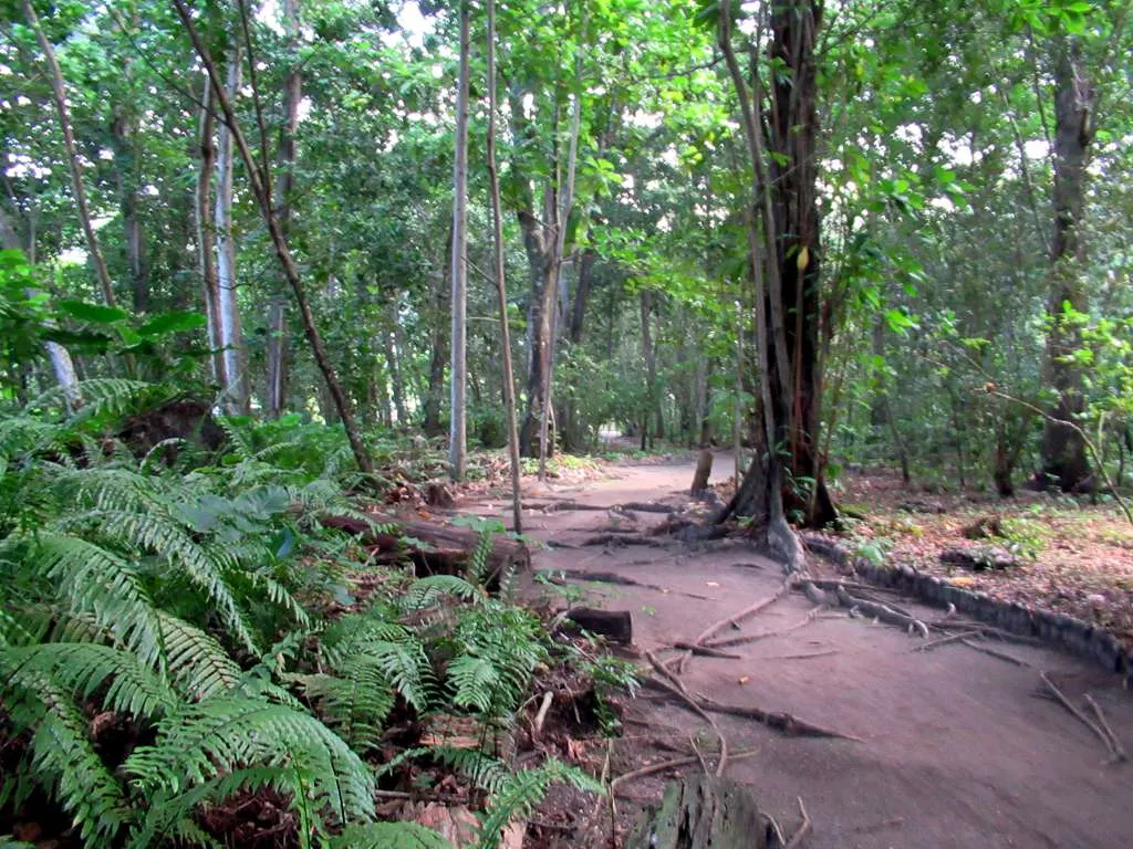 Sentier de terre rougeâtre sous de grands arbres, avec des fougères à gauche et des racines qui traversent le chemin.