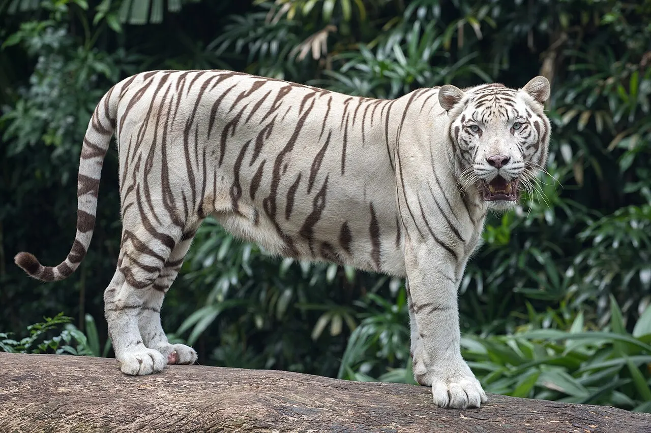 Tigre branco de listras pretas andando sobre uma rocha, com vegetação ao fundo.