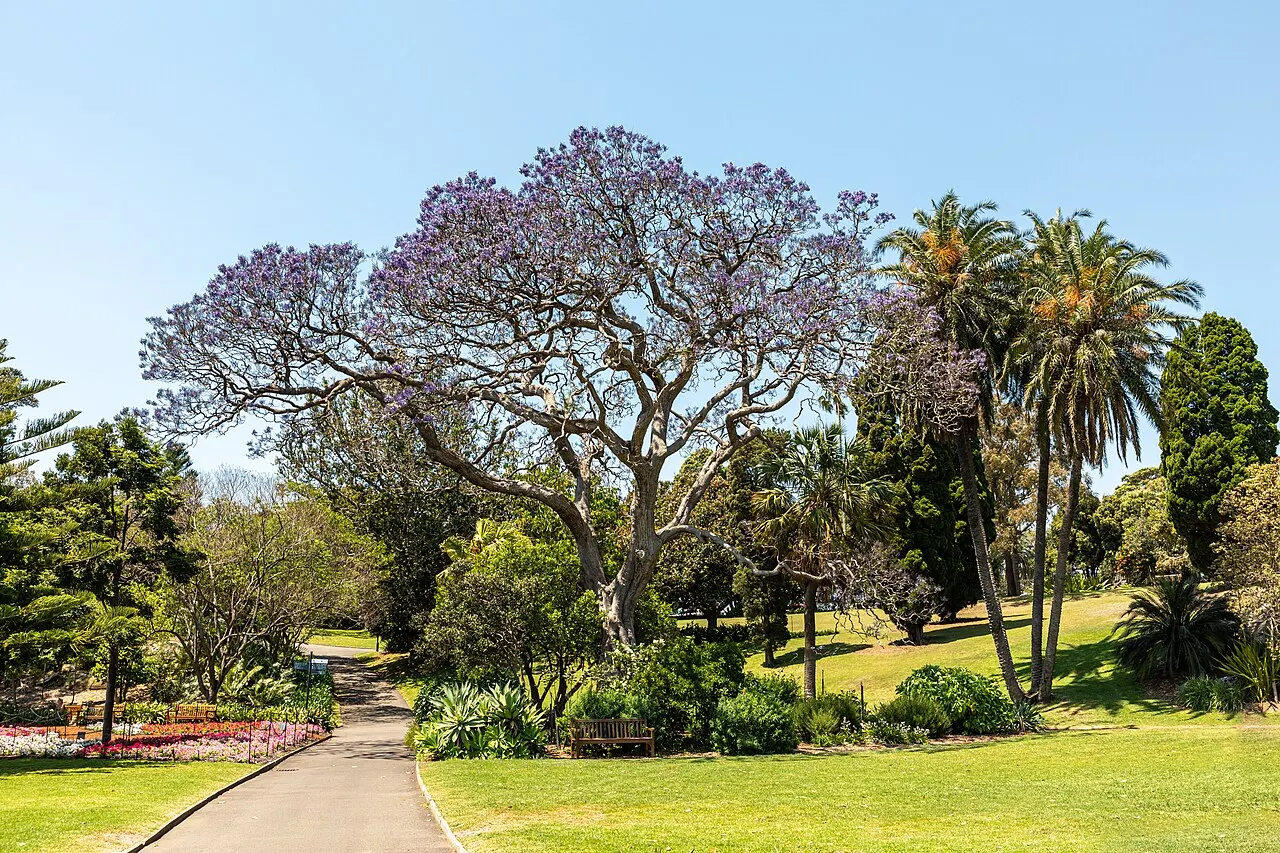Caminho pavimentado do Royal Botanic Garden passando por uma grande árvore de copa lilás florida, palmeiras e gramado ao redor, sob céu azul.