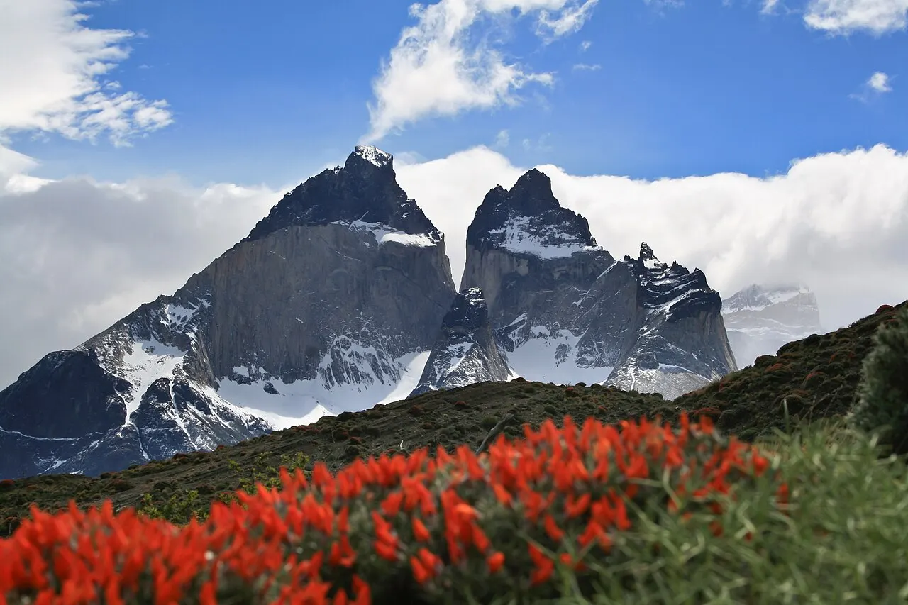 Os dois Cuernos del Paine, picos de granito claro com o topo escuro, atrás de uma encosta coberta de arbustos de flor vermelha.