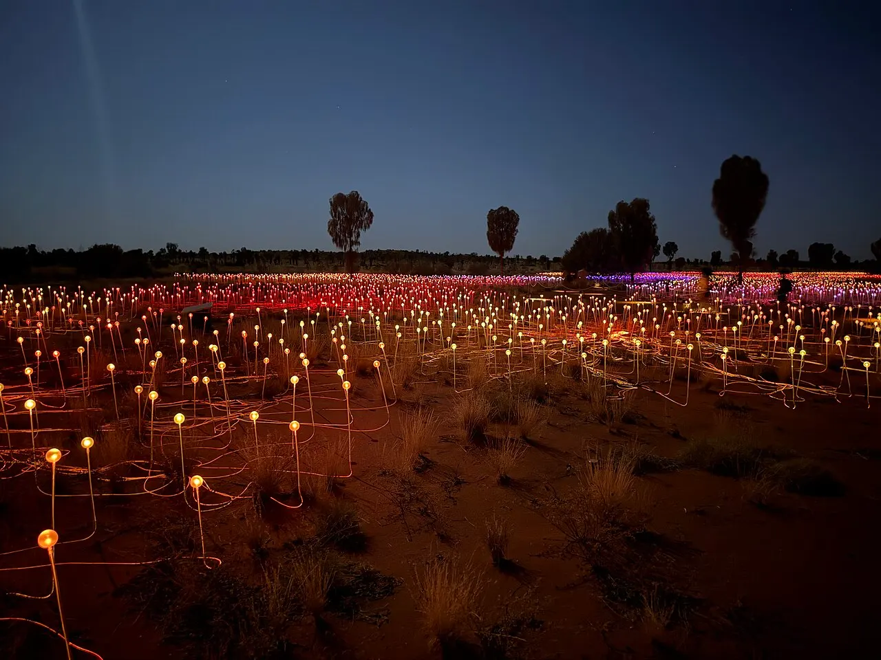 Campo de pontos de luz coloridos sobre o solo do deserto ao entardecer, com árvores esparsas ao fundo.