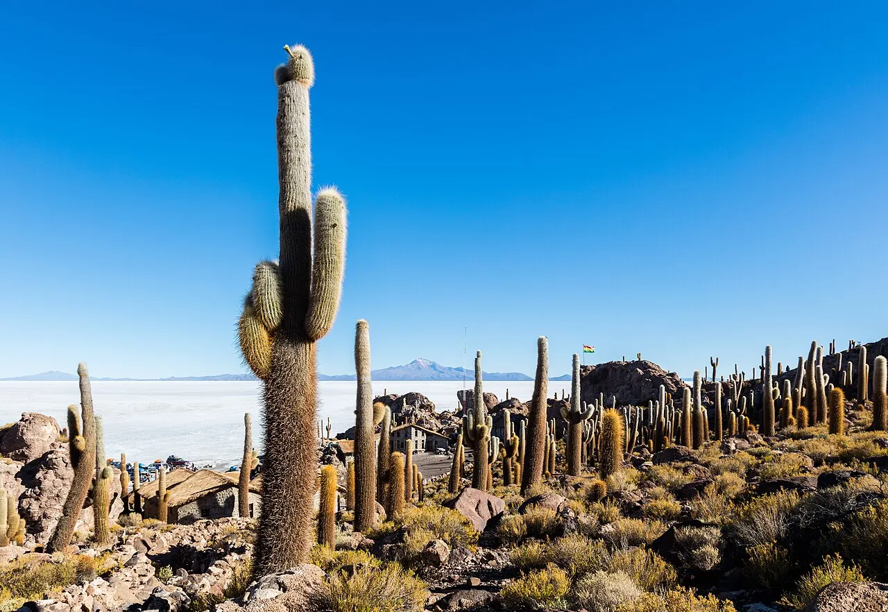 Cactos gigantes cobertos de espinhos na Isla Incahuasi, sobre um afloramento rochoso, com o salar branco do Uyuni estendendo-se ao fundo.