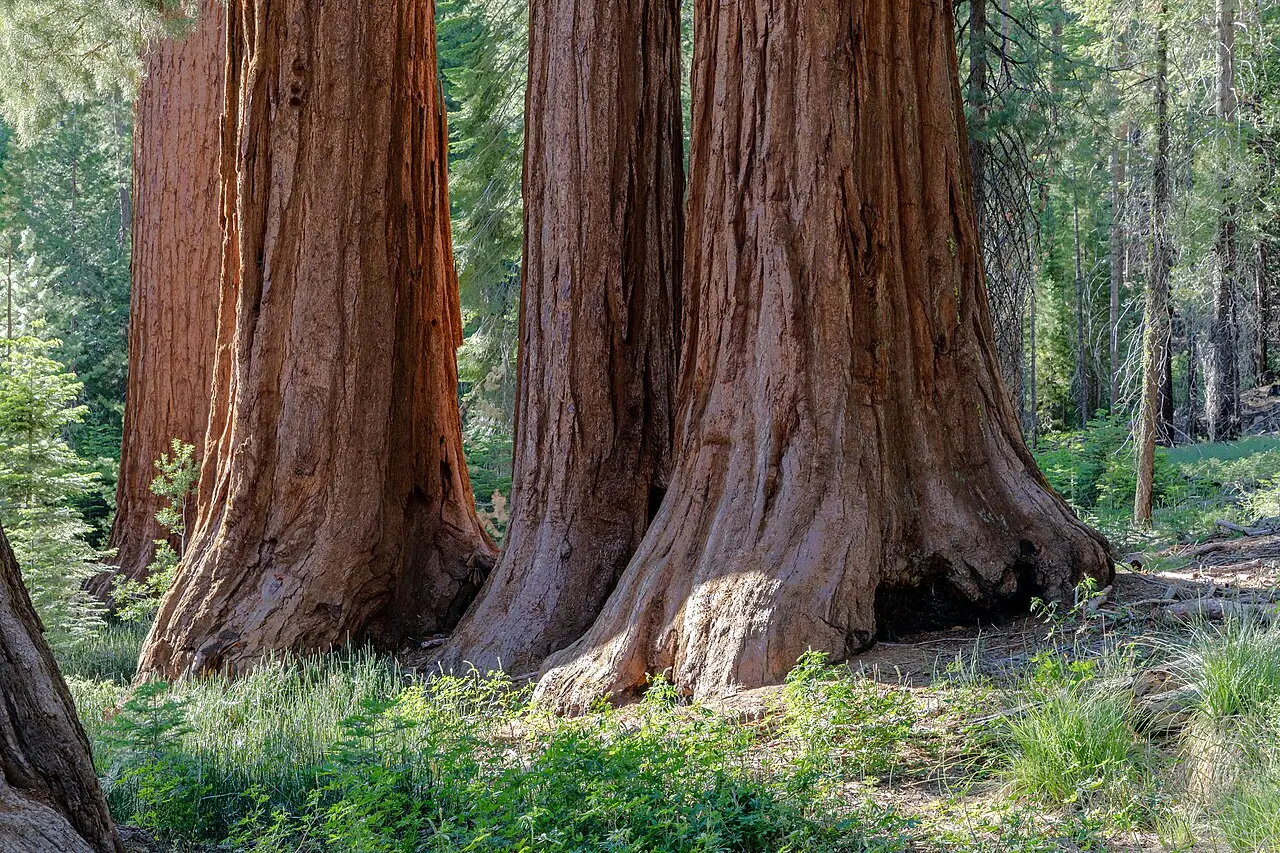 Troncos avermelhados de sequoias gigantes lado a lado, com capim verde na base.
