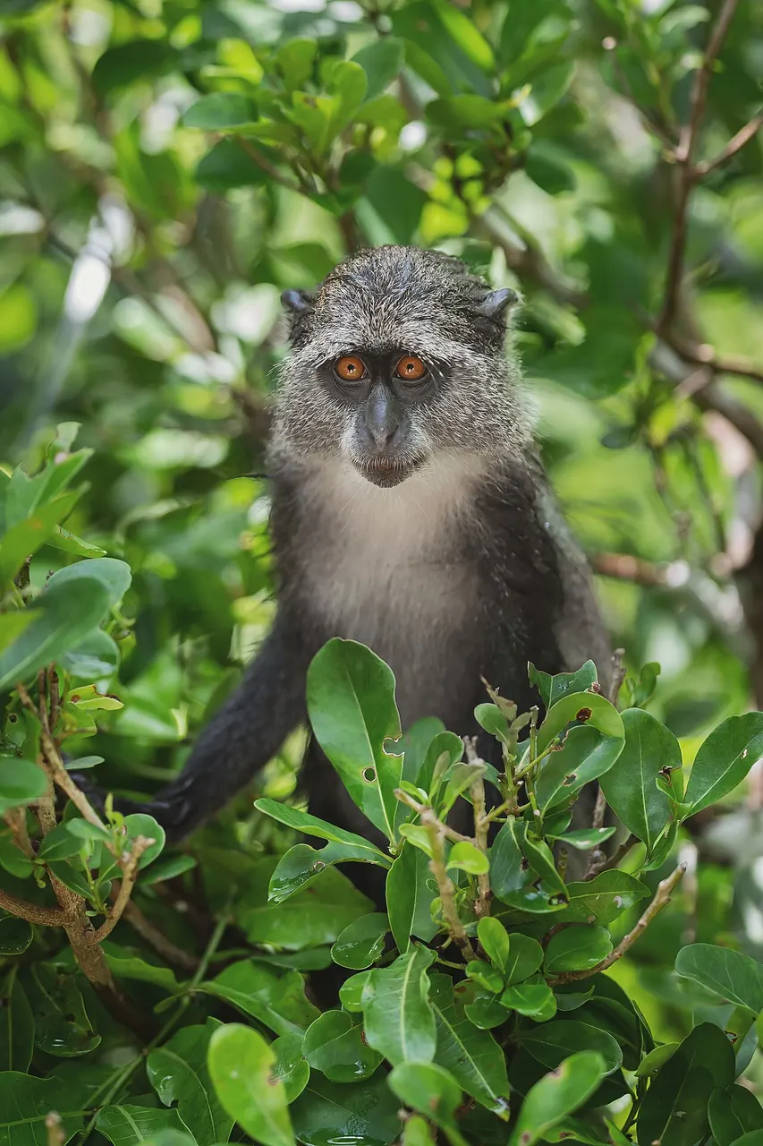 Macaco-azul sentado entre folhas no Parque Nacional de Jozani-Chwaka Bay, em Zanzibar.