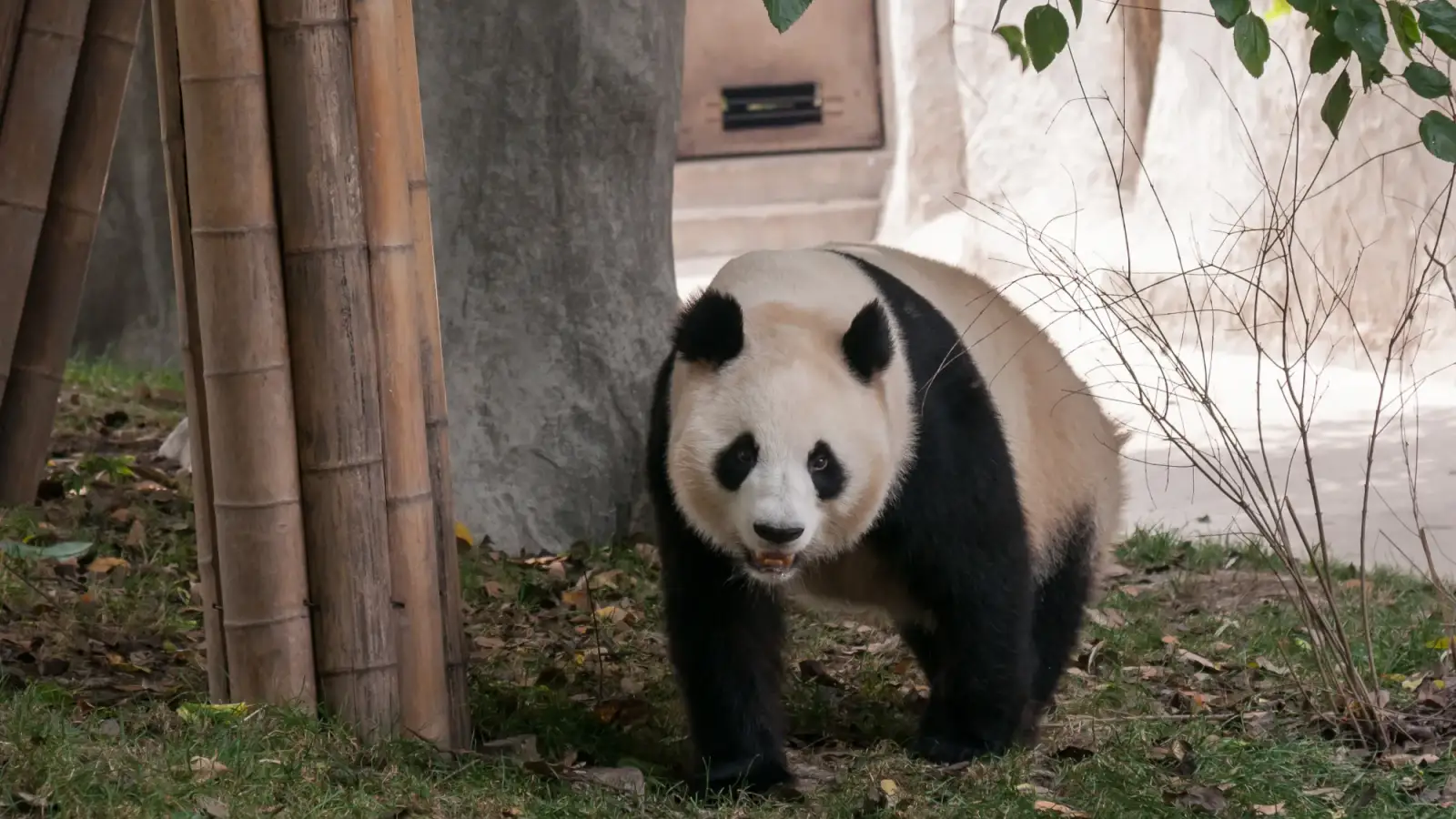 A giant panda walking towards the camera on grass with dry leaves, beside bamboo poles and a tree, at the Chengdu Research Base of Giant Panda Breeding