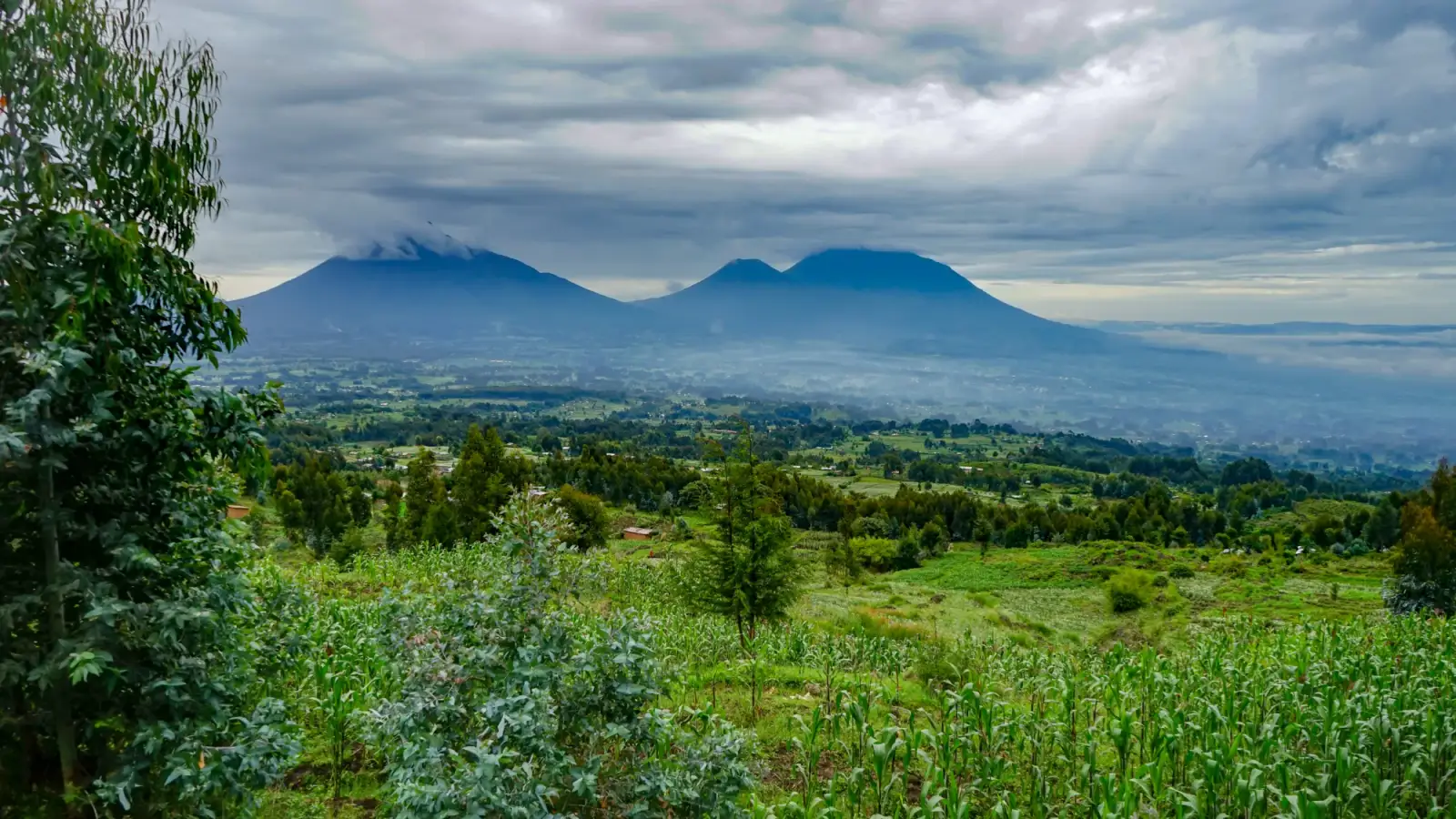 The volcanic cones of Volcanoes National Park, Rwanda, under low clouds, with green fields and maize in the foreground