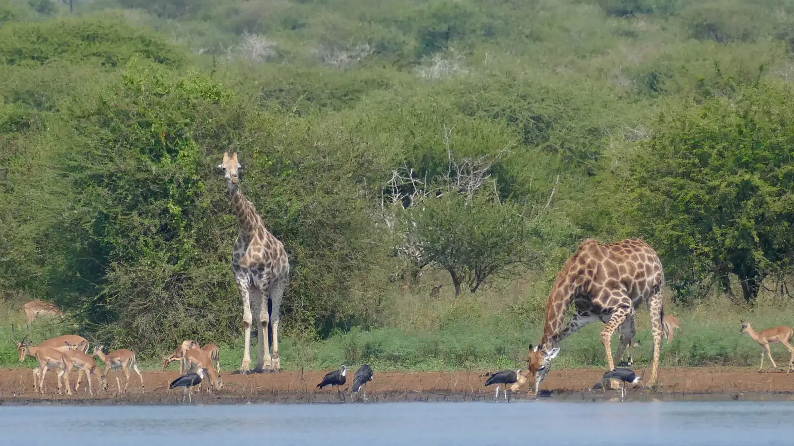 Two giraffes, impalas and storks on the earthen shore of Sunset Dam, with green bush behind and the water in the foreground