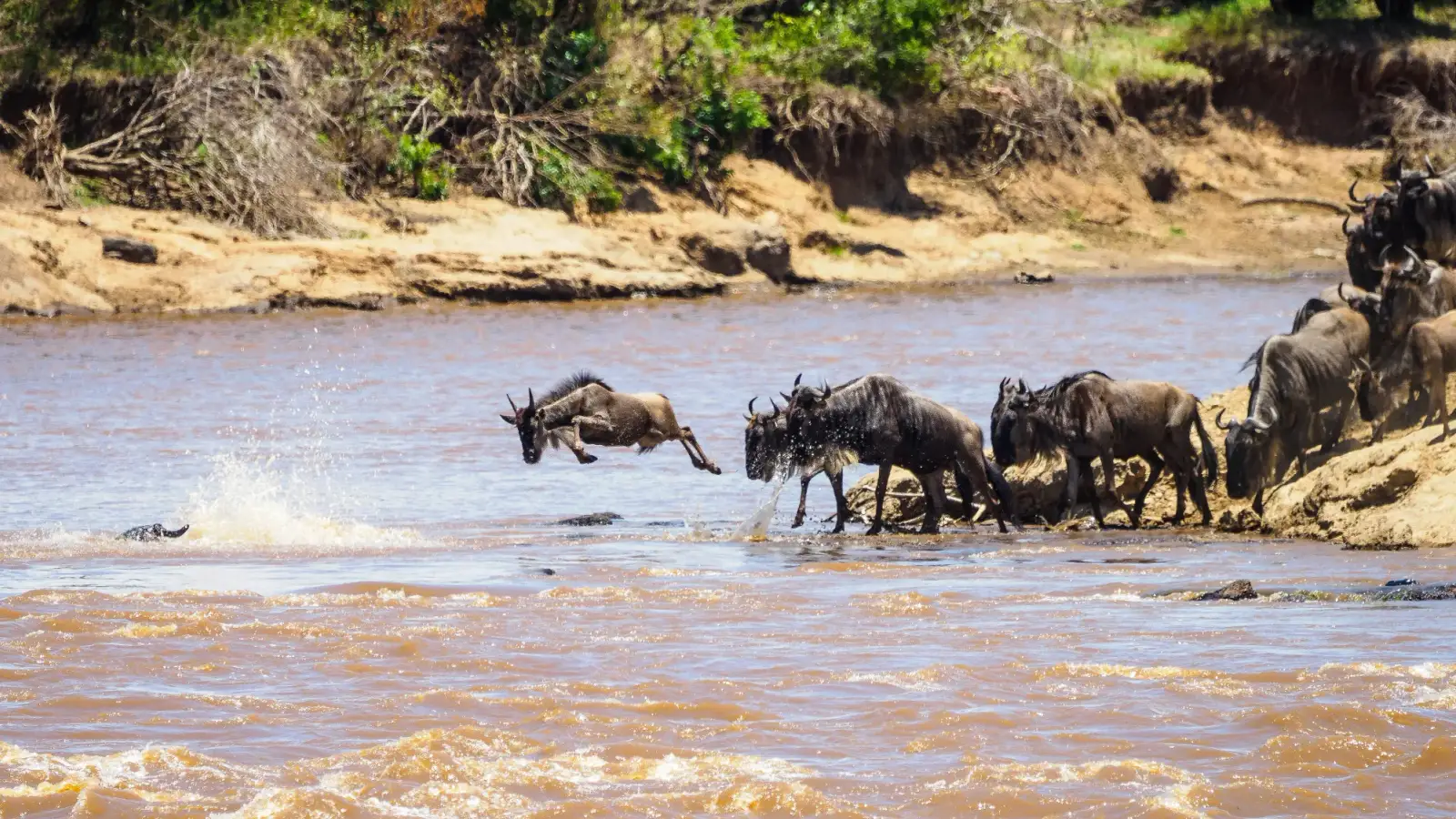 Gnus atravessando o rio Mara, de água barrenta: um salta da pedra para a correnteza enquanto a fila desce da margem rochosa, com a barranca de areia e mata do outro lado