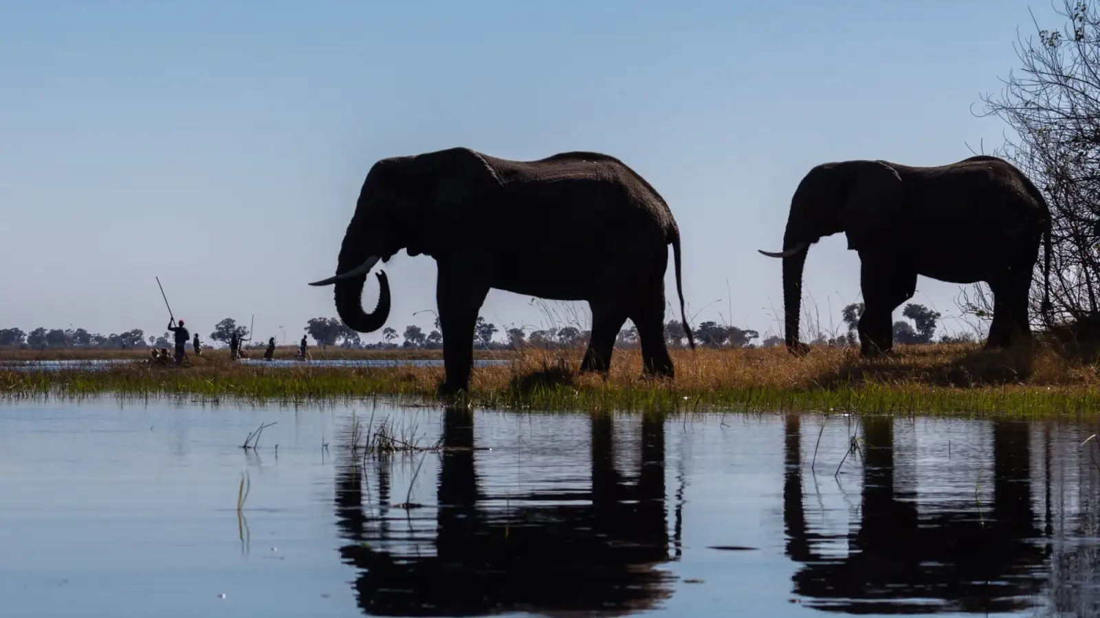 Two silhouetted elephants on the bank of an Okavango Delta channel, reflected in the water, with a mokoro poler in the distance