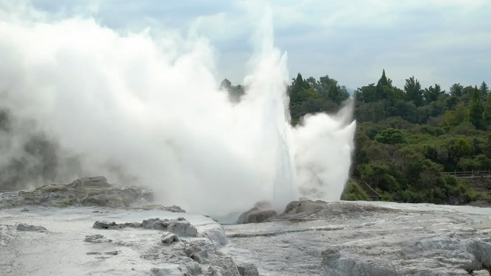 Pōhutu Geyser erupting, with jets of water and steam over the white silica terrace and bush behind