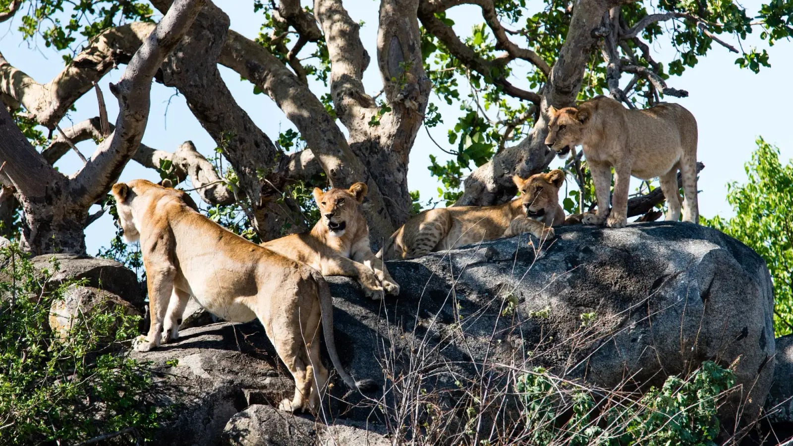 Leões jovens sobre um bloco de granito à sombra de uma árvore de galhos retorcidos, no vale de Seronera, no Serengeti