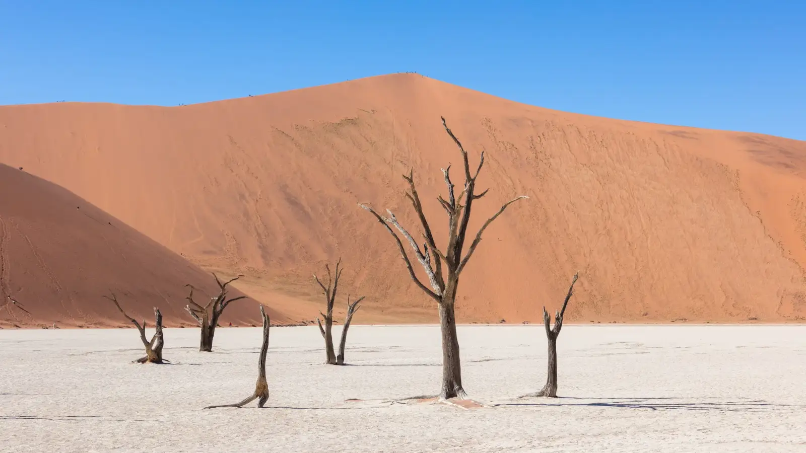 Dead camel thorn trees on the white clay pan of Deadvlei, in front of a tall red sand dune under a blue sky