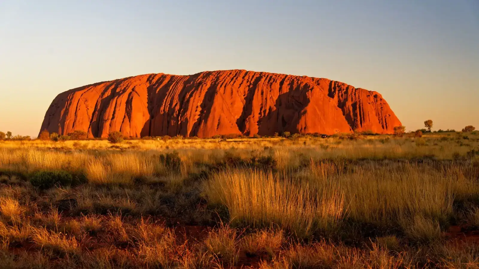 O monólito de Uluru aceso em laranja pela luz rasante, com as ranhuras verticais da rocha marcadas em sombra, sobre uma planície de capim dourado e arbustos baixos, sob um céu limpo que passa do azul ao âmbar.