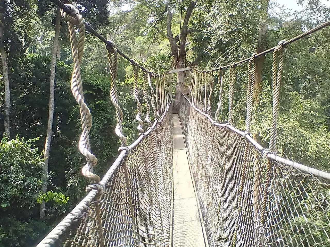 Passarela suspensa de cordas e rede entre as copas das árvores no Parque Nacional de Kakum, vista de dentro do caminho estreito.