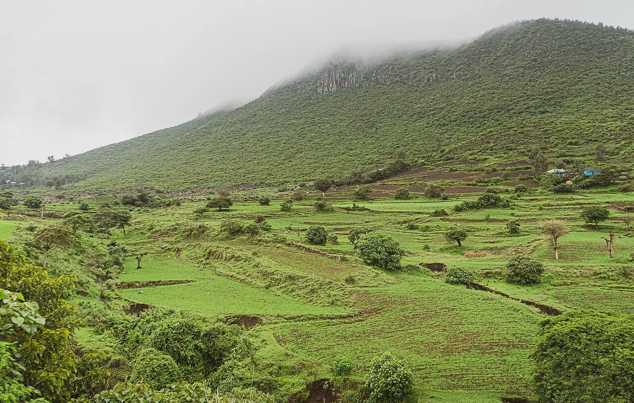 Encosta verde coberta de vegetação e campos cultivados perto de Bishoftu, com o topo do morro envolto em neblina.