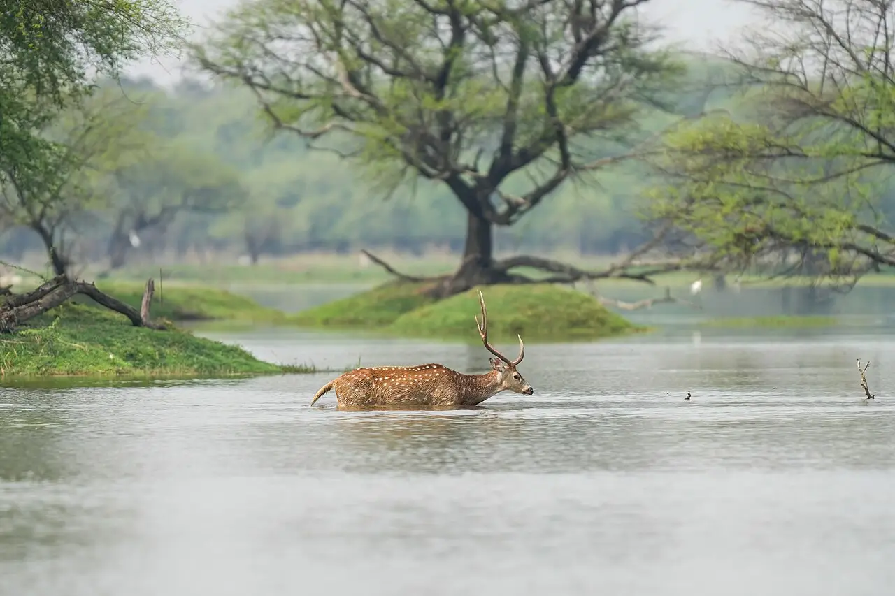 Chital macho com chifres atravessando águas rasas no Parque Nacional de Keoladeo, com ilhotas verdes e árvores ao fundo.