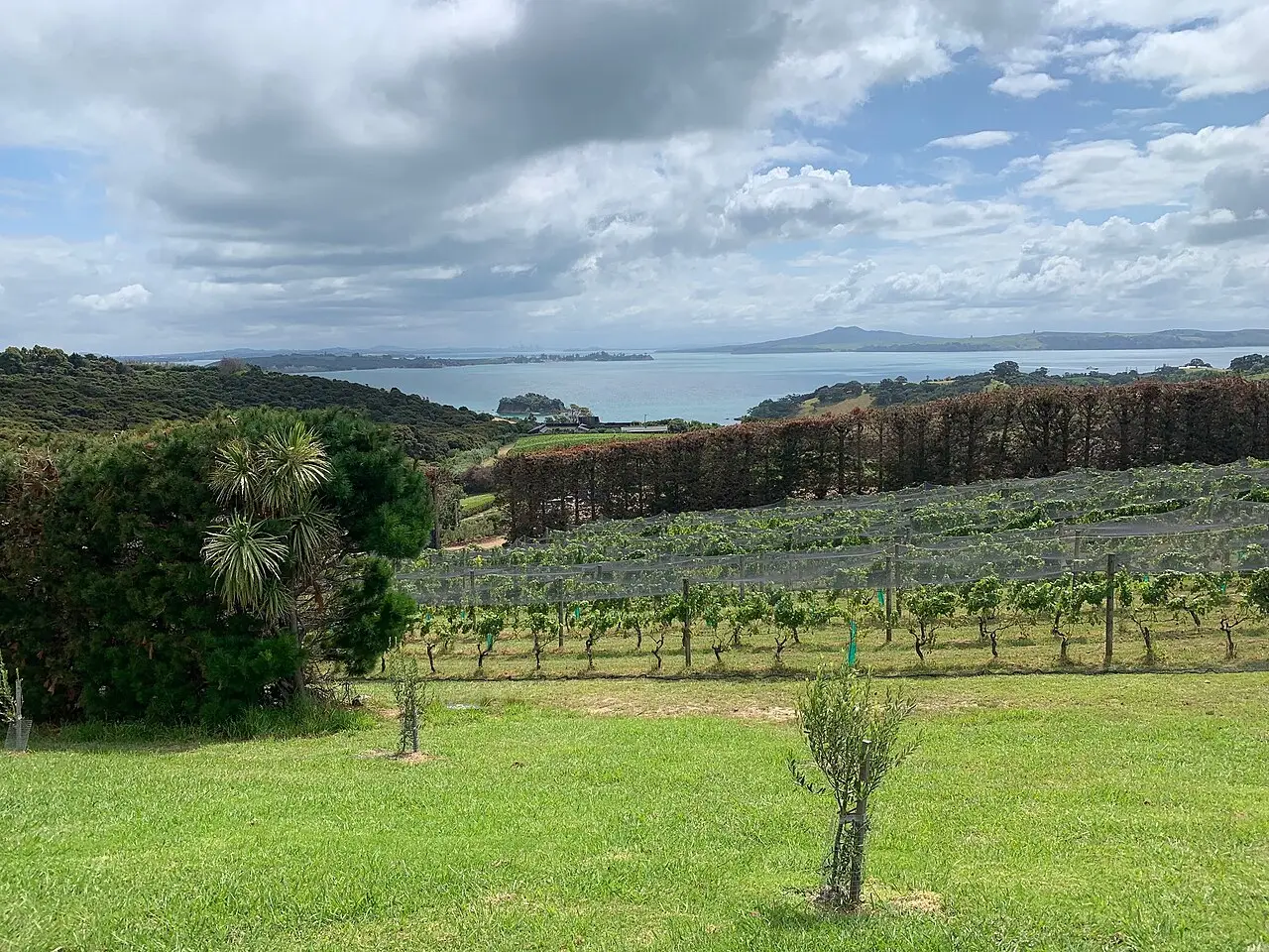 Vinhedo em uma encosta da Ilha de Waiheke, com gramado em primeiro plano e o mar e outras ilhas ao longe sob céu nublado.