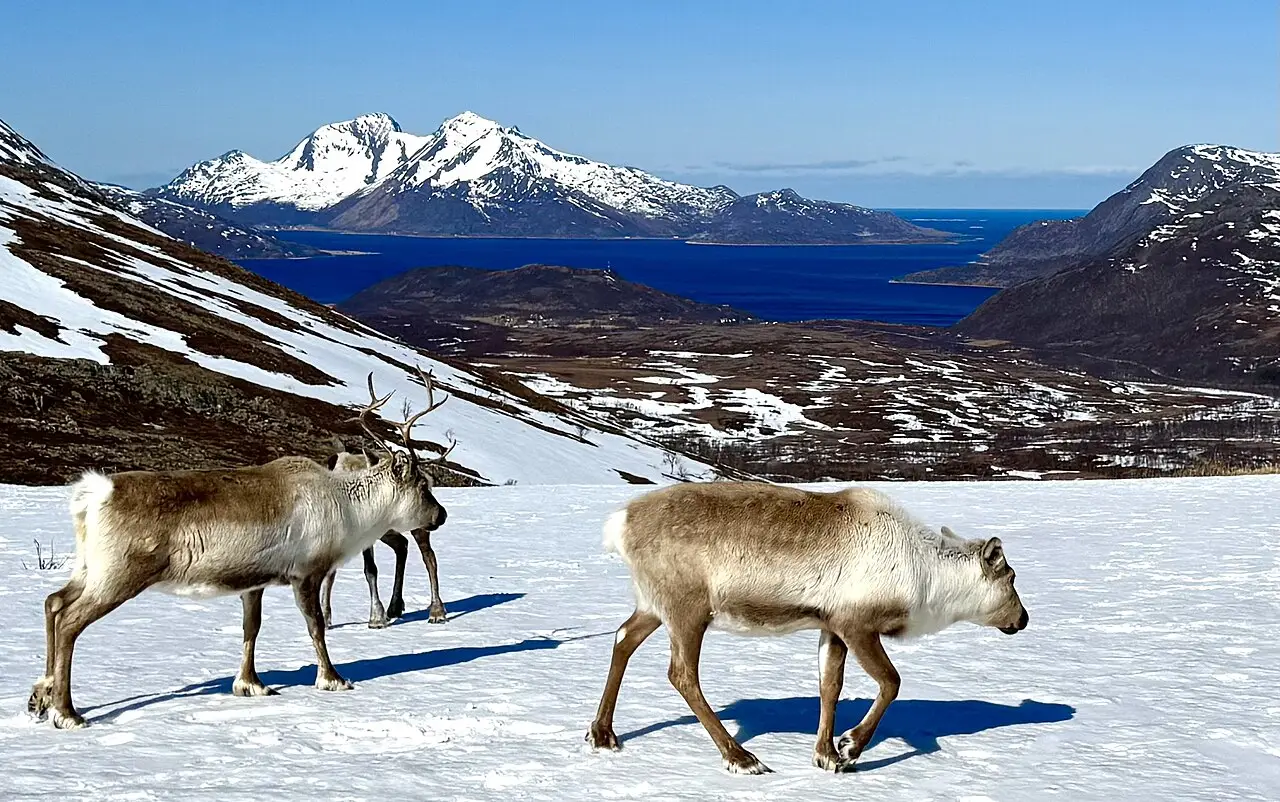 Renas caminhando sobre neve na ilha de Kvaløya, com um fiorde azul-escuro e montanhas nevadas ao fundo.