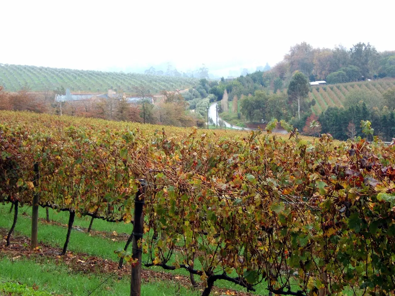 Fileiras de videiras com folhas de tom outonal em um vinhedo de Stellenbosch, com encostas plantadas e uma estrada ao fundo, sob neblina.