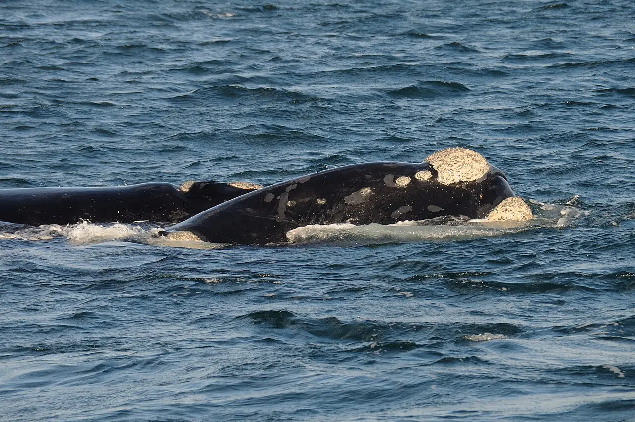 Duas baleias-francas-austrais na superfície do mar em Walker Bay, perto de Hermanus, com calosidades claras na cabeça e no dorso escuro.