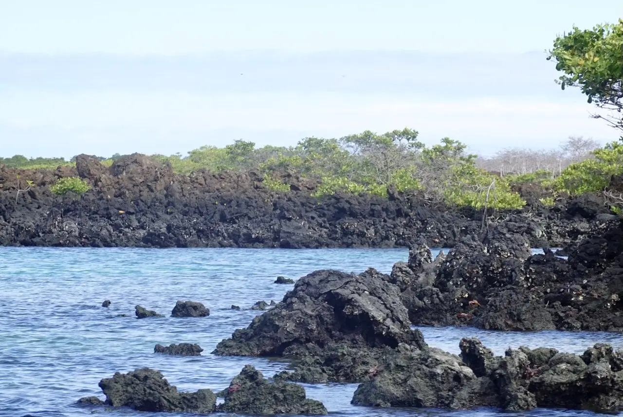 Rochas de lava escura junto à água azul-clara na ilha Isabela, com mangues verdes ao fundo e pequenos caranguejos vermelhos sobre as pedras.