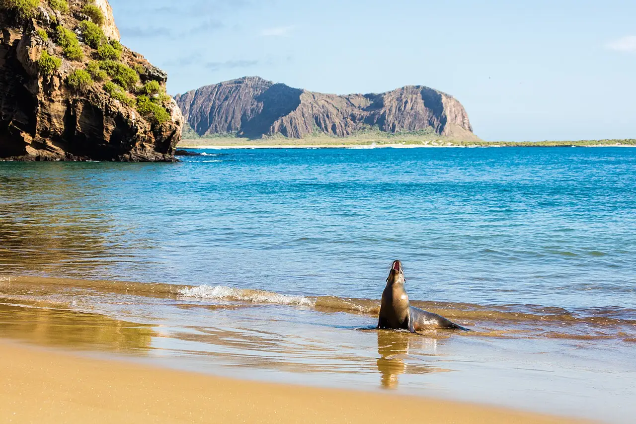 Leão-marinho-de-galápagos de cabeça erguida na beira da água numa praia de Punta Pitt, com um morro de rocha escura ao fundo.