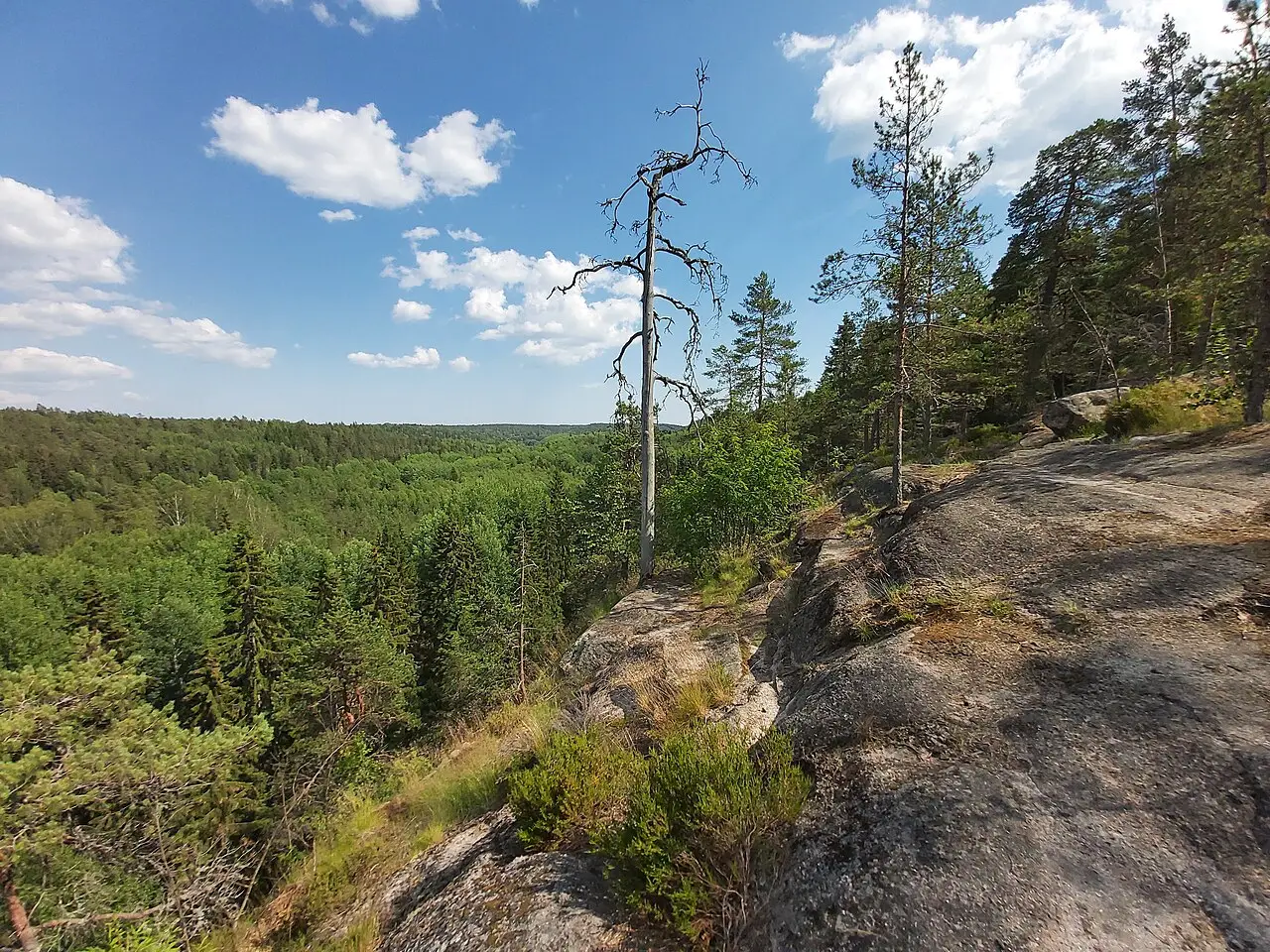 Vista de uma colina de rocha lisa no Parque Nacional de Nuuksio, com uma floresta densa de pinheiros e abetos até o horizonte e um pinheiro seco.