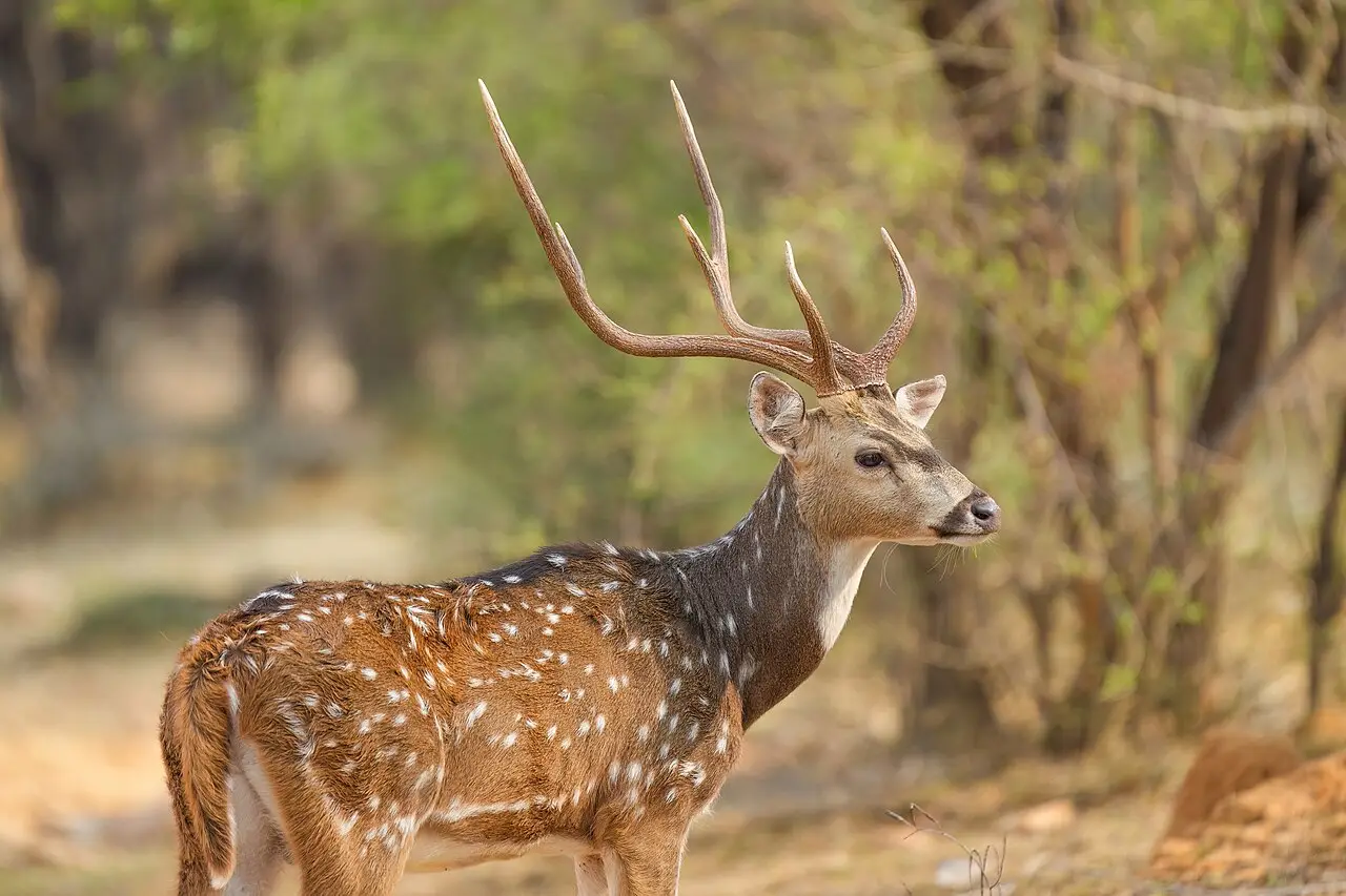 Chital macho de chifres longos, com pelagem marrom manchada de branco, parado em perfil na mata do Parque Nacional de Ranthambore.