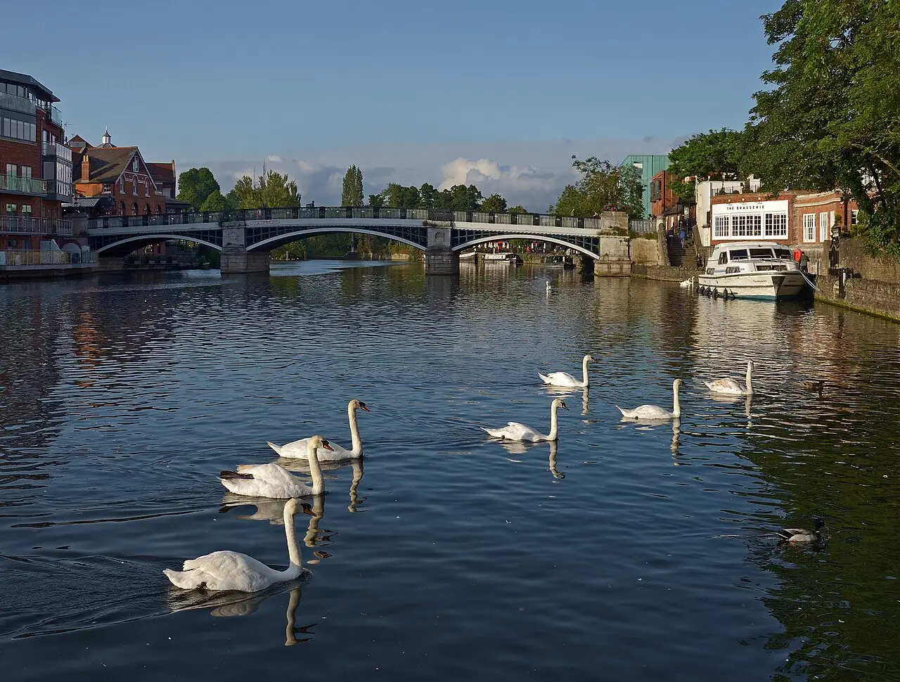 Cisnes brancos nadando no rio Tâmisa em Windsor, com uma ponte de ferro de arcos ao fundo, um barco branco atracado e edifícios de tijolo nas margens.