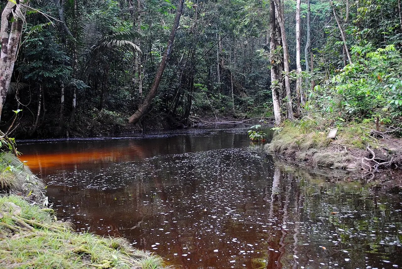Río oscuro entre el bosque, con un reflejo anaranjado en el agua.