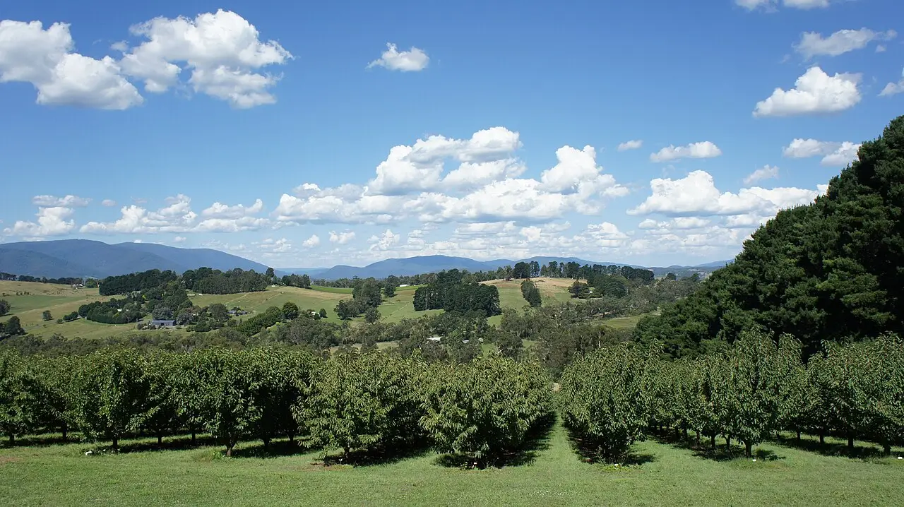 Pomar de árvores frutíferas em fileiras no Yarra Valley, com campos verdes ondulados, bosques e montanhas azuladas ao fundo sob céu com nuvens.
