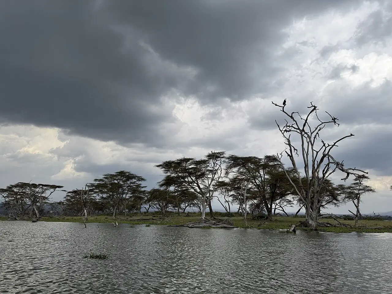 Acácias e árvores secas em uma margem baixa do lago Naivasha, com a água agitada em primeiro plano, uma ave pousada num galho e nuvens escuras acima.