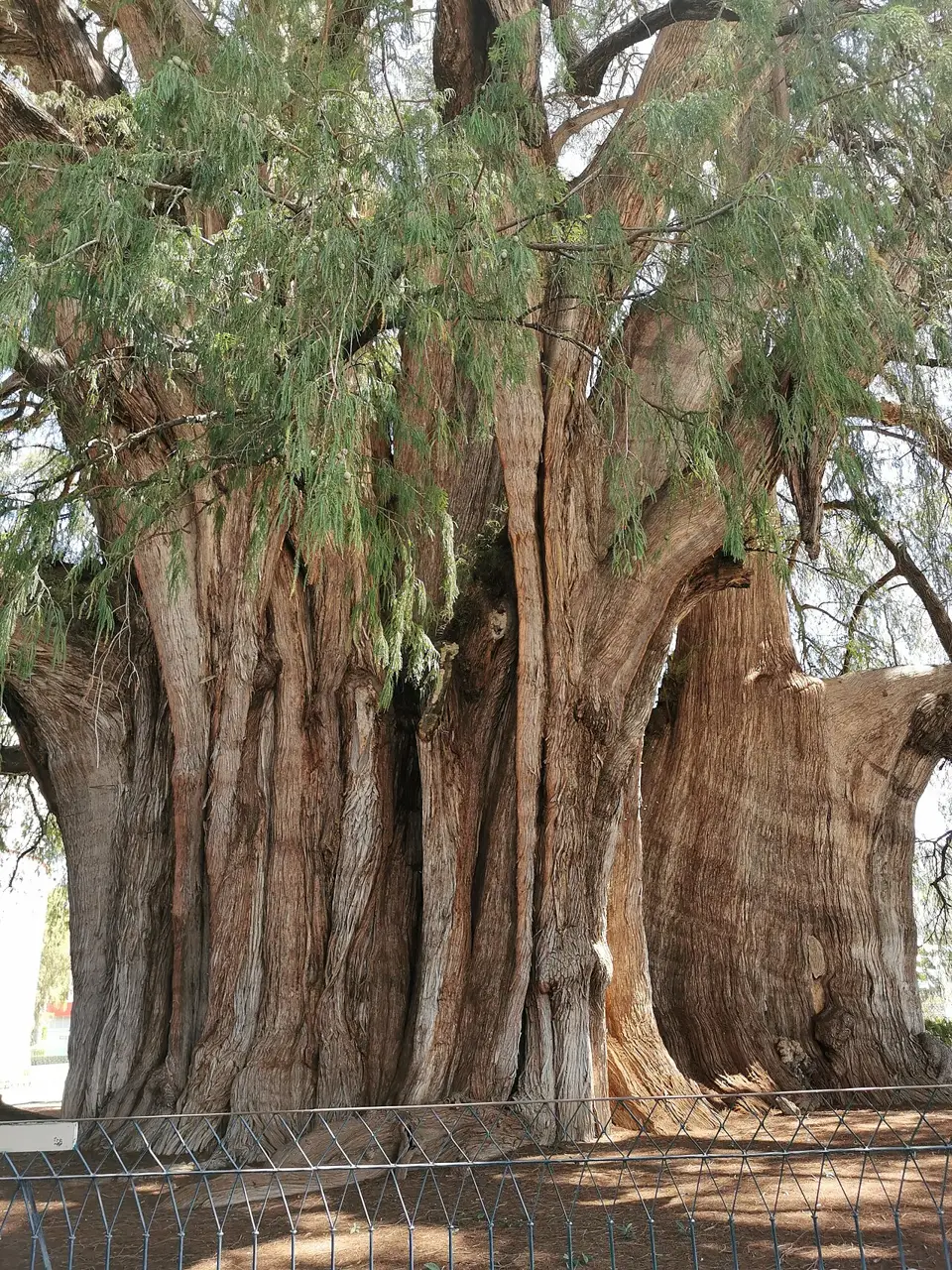 O tronco enorme e sulcado do Árbol del Tule, com ramos pendentes e uma grade baixa na frente.