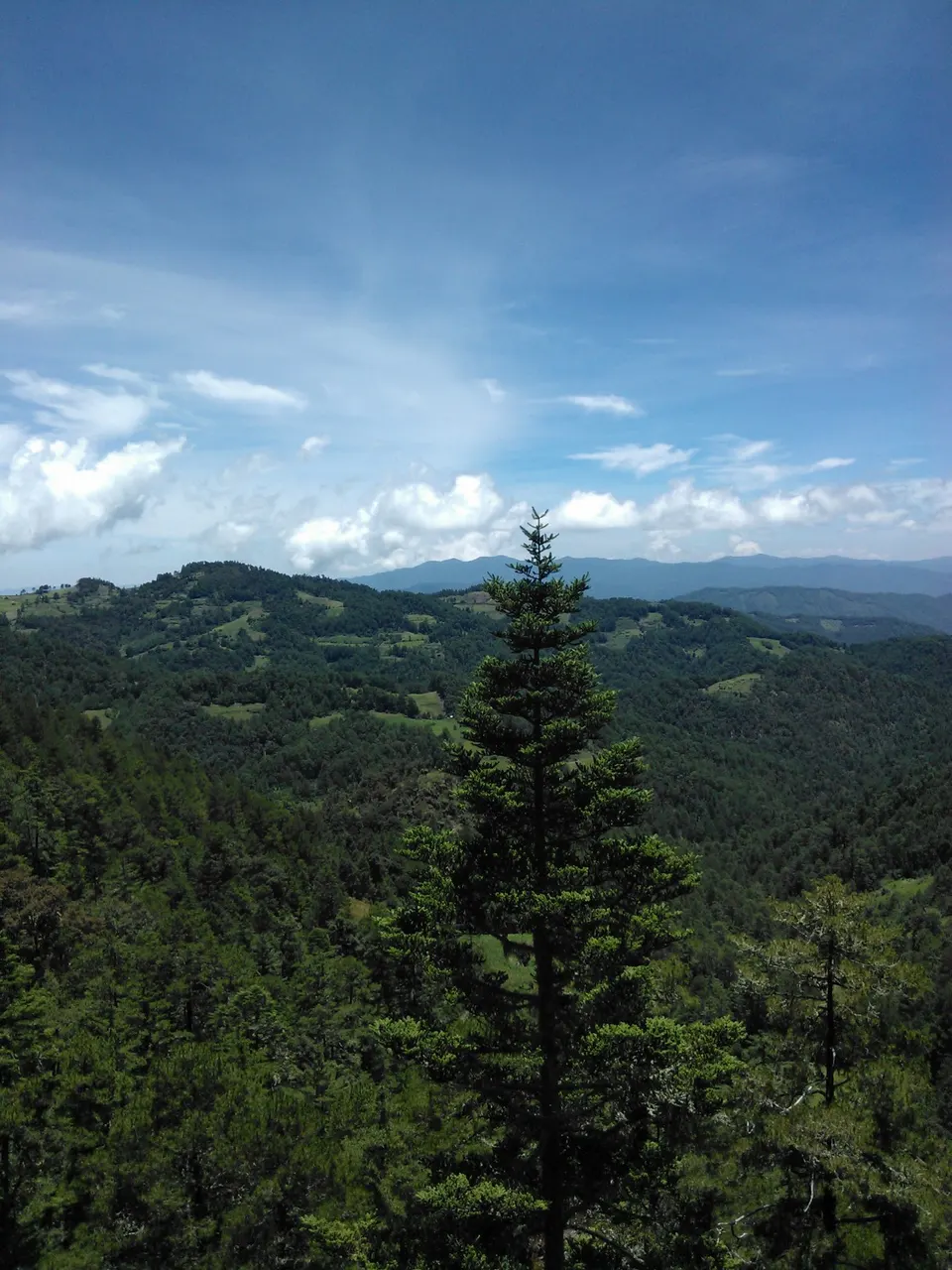 Serra coberta de pinheiros perto de Cuajimoloyas, com um pinheiro alto no centro e o céu azul.